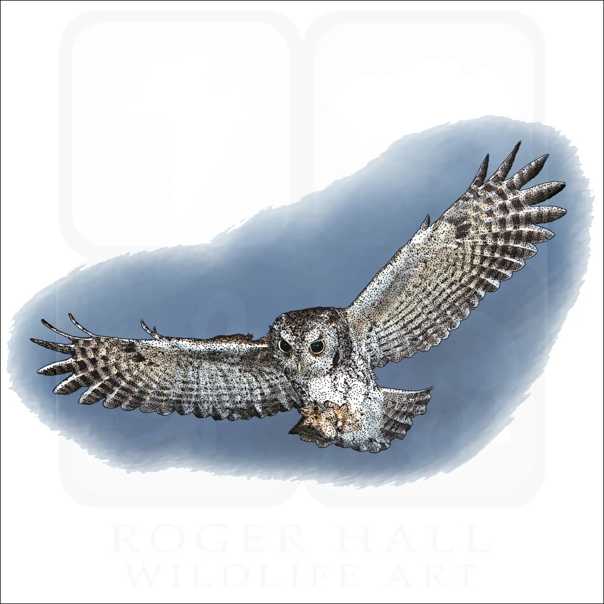 Eastern Screech Owl Eastern Screech Owl in flight illustration
