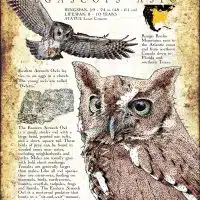 Eastern Screech Owl poster print