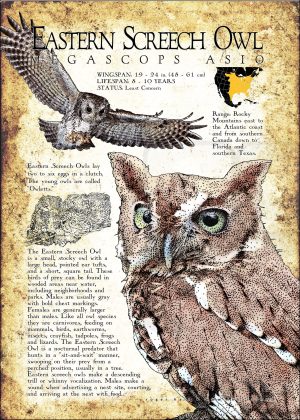 Eastern Screech Owl poster print