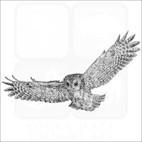 Eastern Screech Owl in flight black and white illustration