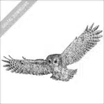Eastern Screech Owl in flight black and white illustration