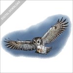 Eastern Screech Owl in flight stock image