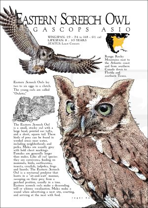 Eastern Screech Owl poster print