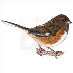 Eastern Towhee illustration