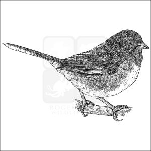 Eastern Towhee illustration