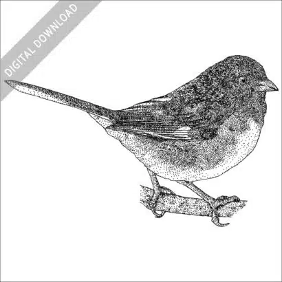 Eastern Towhee stock image