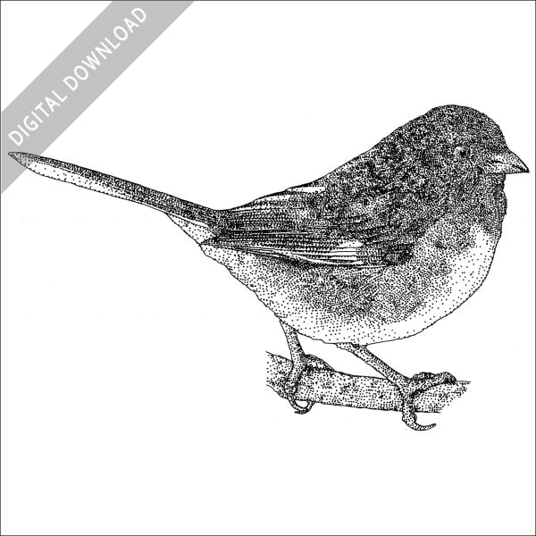 Eastern Towhee stock image