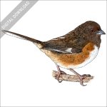 Eastern Towhee stock image
