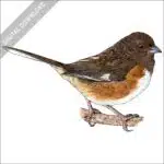 Eastern Towhee stock image