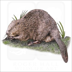 Eurasian Beaver illustration