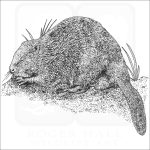 Eurasian Beaver black and white illustration