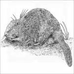 Eurasian Beaver black and white illustration