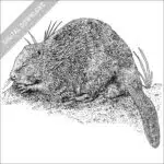 Eurasian Beaver black and white stock image