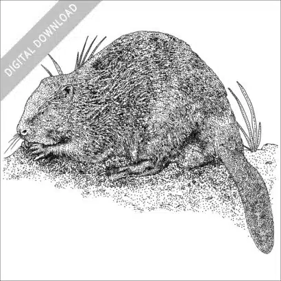 Eurasian Beaver black and white stock image