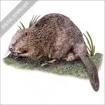 Eurasian Beaver stock image