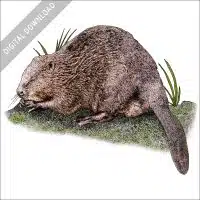 Eurasian Beaver stock image