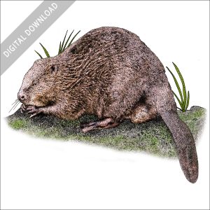 Eurasian Beaver stock image