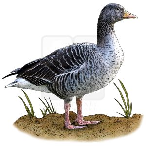 Graylag Goose illustration