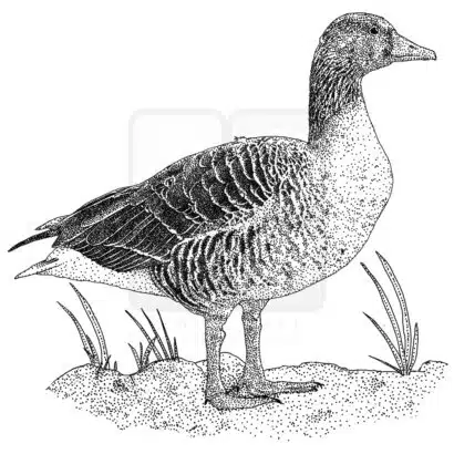 Graylag Goose black and white illustration