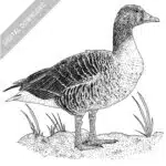 Graylag Goose black and white stock image