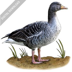 Graylag Goose stock image