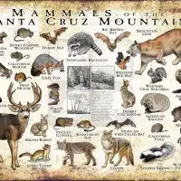 Mammals of the Santa Cruz Mountains poster