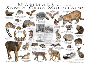 Mammals of the Santa Cruz Mountains poster