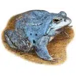 Moor Frog illustration