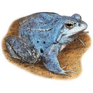 Moor Frog illustration
