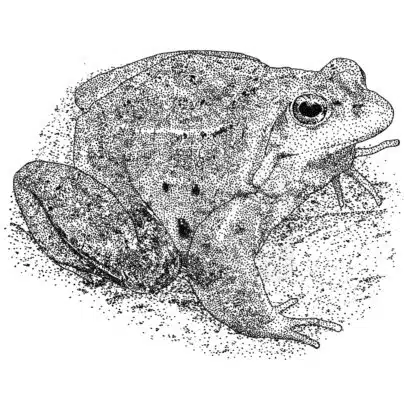 Moor Frog black and white illustration