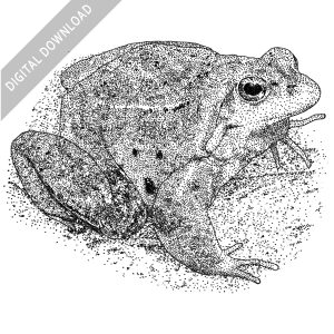 Moor Frog black and white stock image