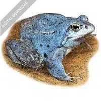 Moor Frog stock image