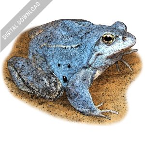 Moor Frog stock image