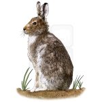 Mountain Hare illustration