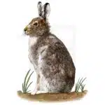 Mountain Hare illustration