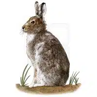 Mountain Hare illustration