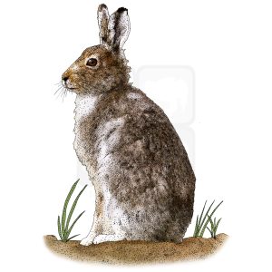 Mountain Hare illustration