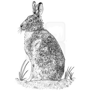 Mountain Hare black and white illustration