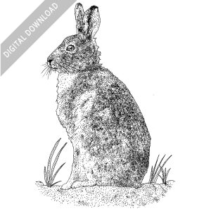 Mountain Hare black and white stock image