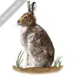 Mountain Hare stock image