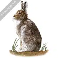 Mountain Hare stock image