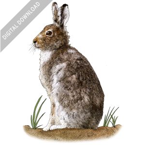 Mountain Hare stock image