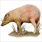 North Sulawesi Babirusa illustration