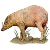 North Sulawesi Babirusa illustration