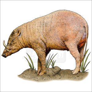 North Sulawesi Babirusa illustration