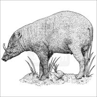 North Sulawesi Babirusa illustration