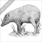 North Sulawesi Babirusa black and white stock image