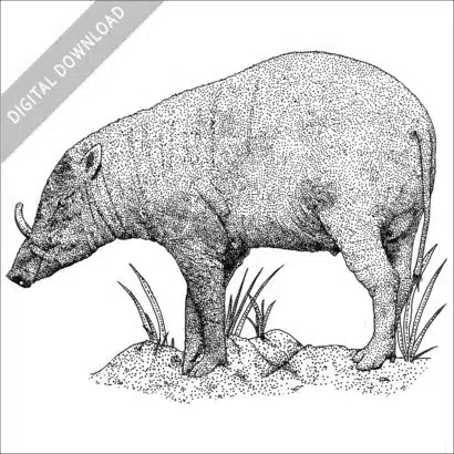 North Sulawesi Babirusa black and white stock image