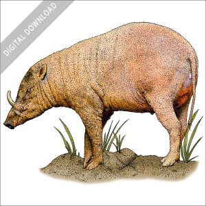 North Sulawesi Babirusa stock image
