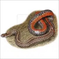 Northern Redbelly Snake illustration